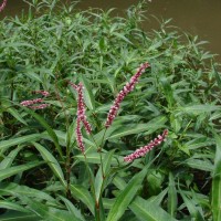 Persicaria glabra (Willd.) M.Gómez